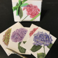 hydrangea-notecards thumbnail 1