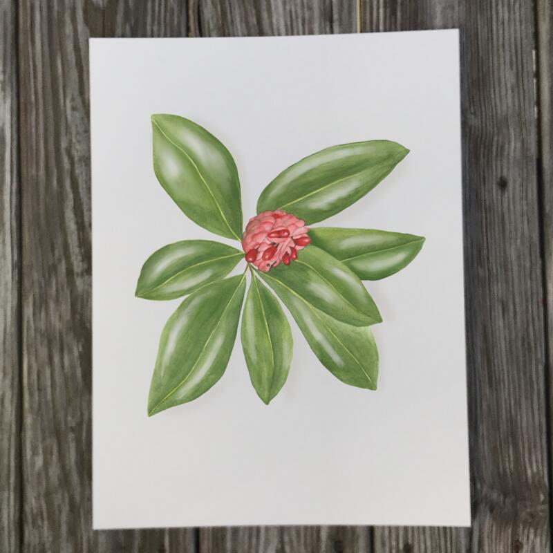 magnolia-seed-print