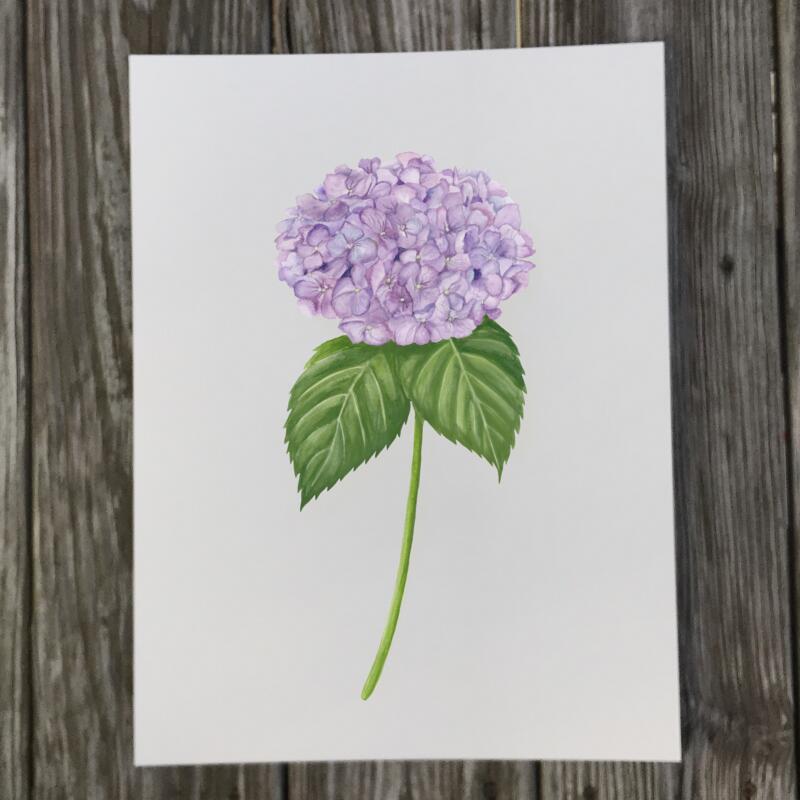 purple-hydrangea