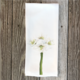 amaryllis-handtowel thumbnail 1