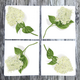 white-hydrangea-napkins thumbnail 1