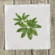 tropical-schefflera-quilt-square thumbnail 1