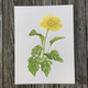 gerbera-plant-print thumbnail 1