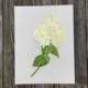 white-hydrangea-bloom-1-print thumbnail 1