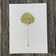 hydrangea-old-print thumbnail 1