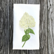 white-hydrangea-handtowel thumbnail 1