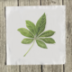 schefflera-quilt-square thumbnail 1