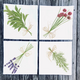 Assorted Herb Dinner Napkins