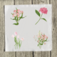 pinks-1-set-of-four thumbnail 1