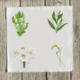 whites-1-set-of-four thumbnail 1