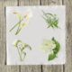 whites-3-set-of-four thumbnail 1